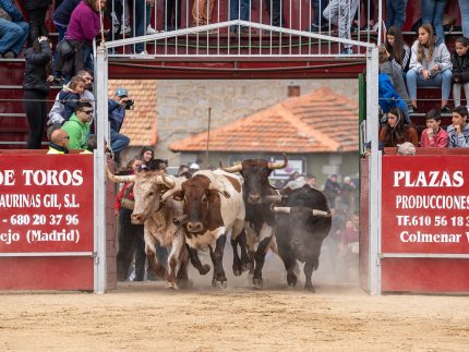 Imagen de la noticia Encierros 2019