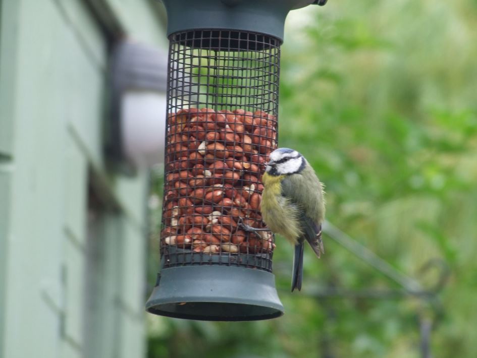 Imagen de la noticia Taller de elaboración de comederos para aves