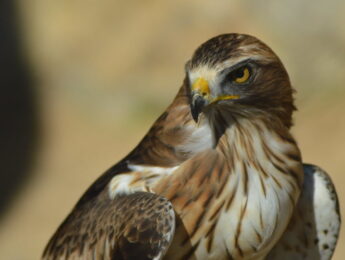 Imagen de la noticia «Emplumados»: observación de aves en Alpedrete