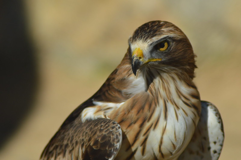 Imagen de la noticia “Emplumados”: este fin de semana, observación de aves en Alpedrete