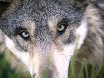 Imagen de la noticia Juego de Rol. Todo depende del cristal con el que se mira. El Lobo