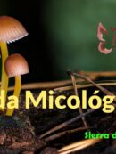 Imagen de la noticia Curso de Micología. Los hongos, seres imprescindibles para el bosque