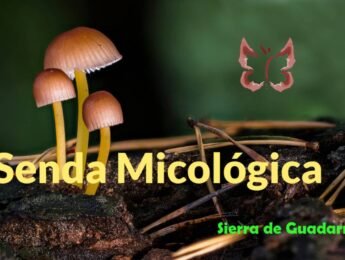 Imagen de la noticia Curso de Micología. Los hongos, seres imprescindibles para el bosque