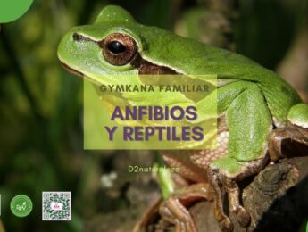 Imagen de la noticia Salida medioambiental. Gymkana Familiar: anfibios y reptiles