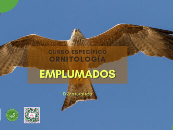 Imagen de la noticia Salida medioambiental. Curso Específico de Ornitología. Emplumados