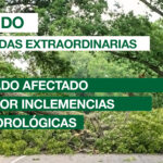 banner cultural 555x280 arbolado afectado 01.jpg Imagen de la noticia Activadas medidas extraordinarias sobre arbolado urbano privado, por daños tras meteorología adversa